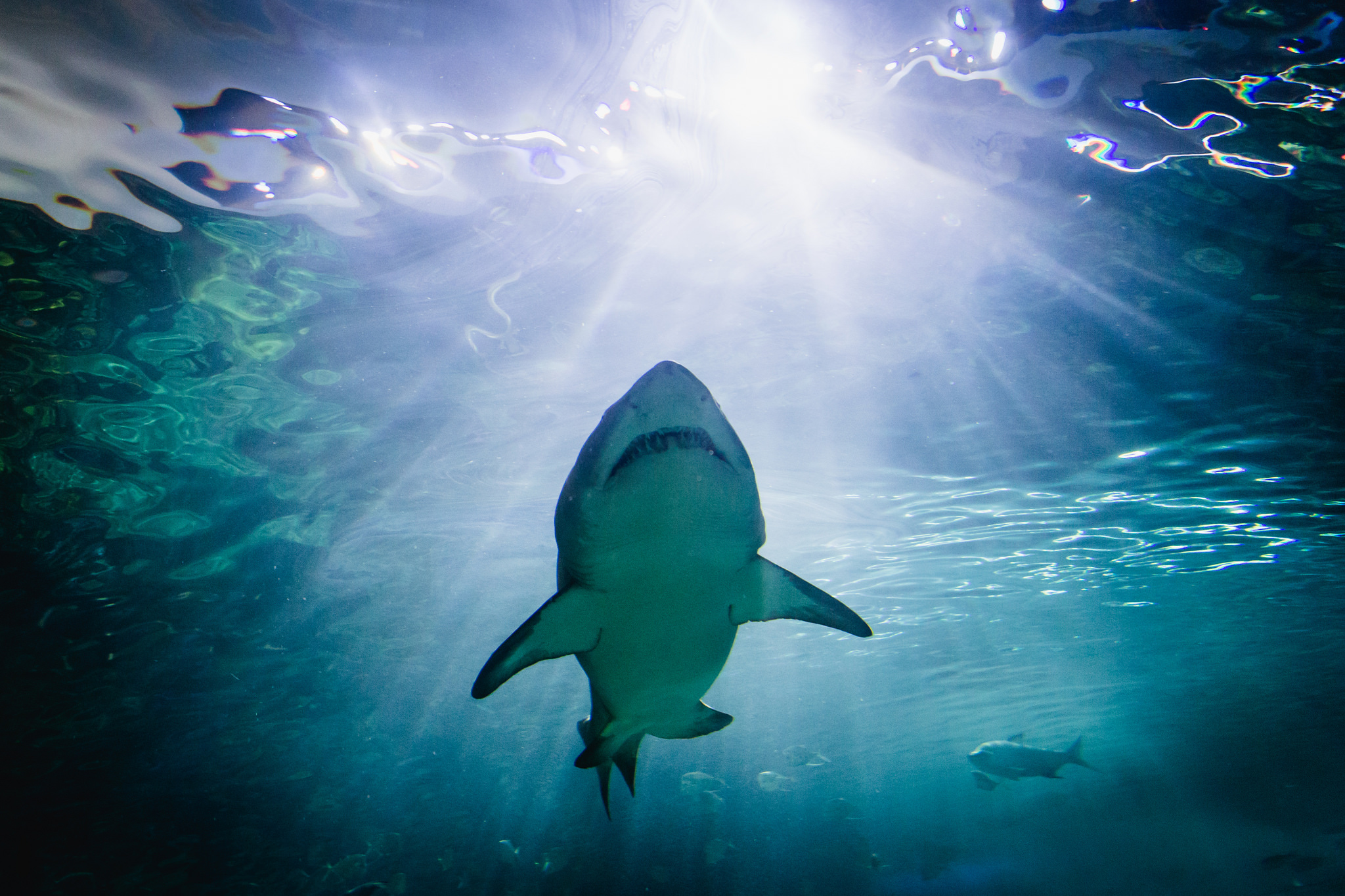 Great white shark at Ripley's Aquarium in Toronto, Canada.