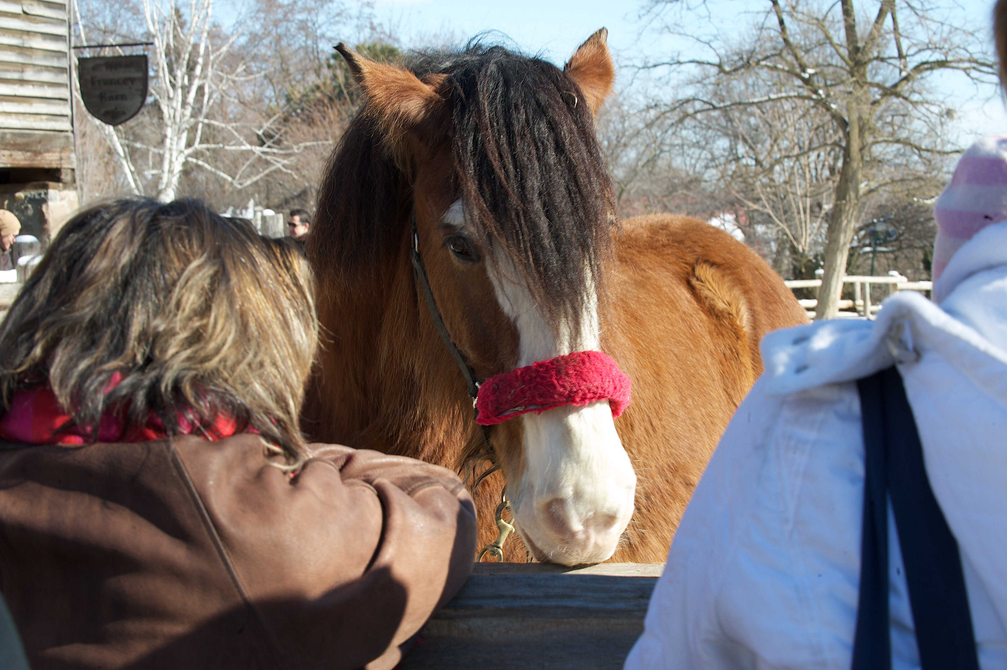 Image of horse and people at Riverdale Farm.