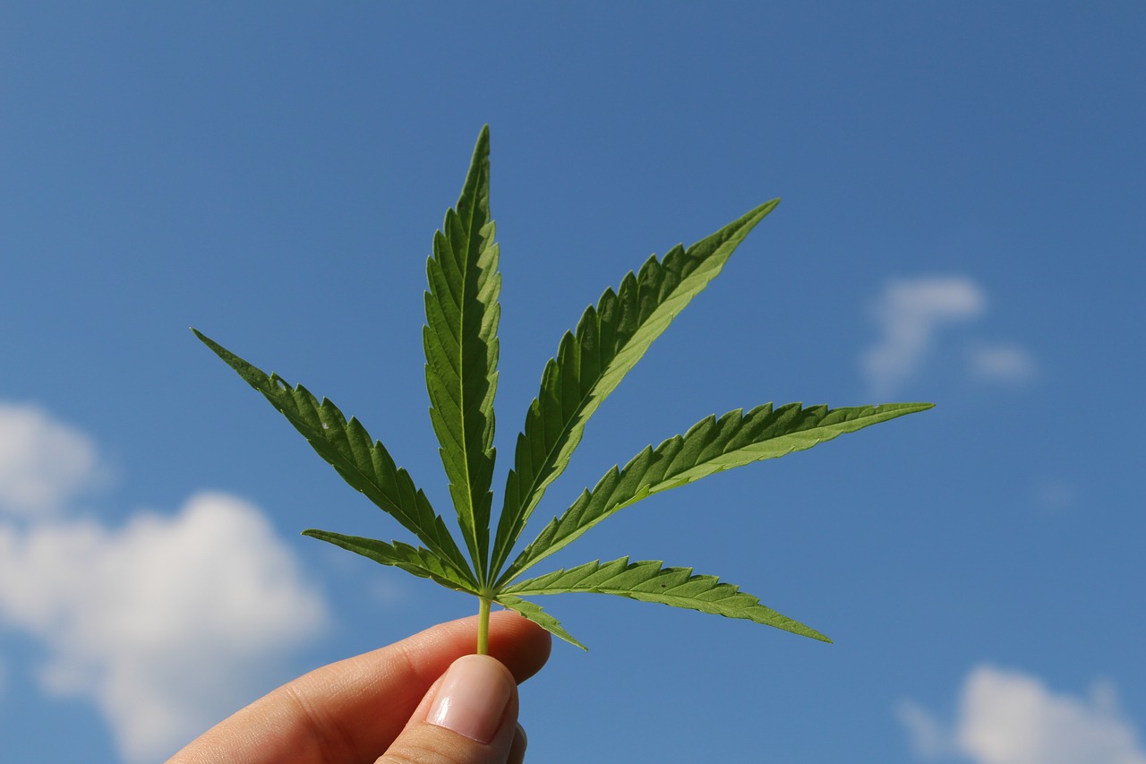 Hand holding marijuana leaf to blue sky. 