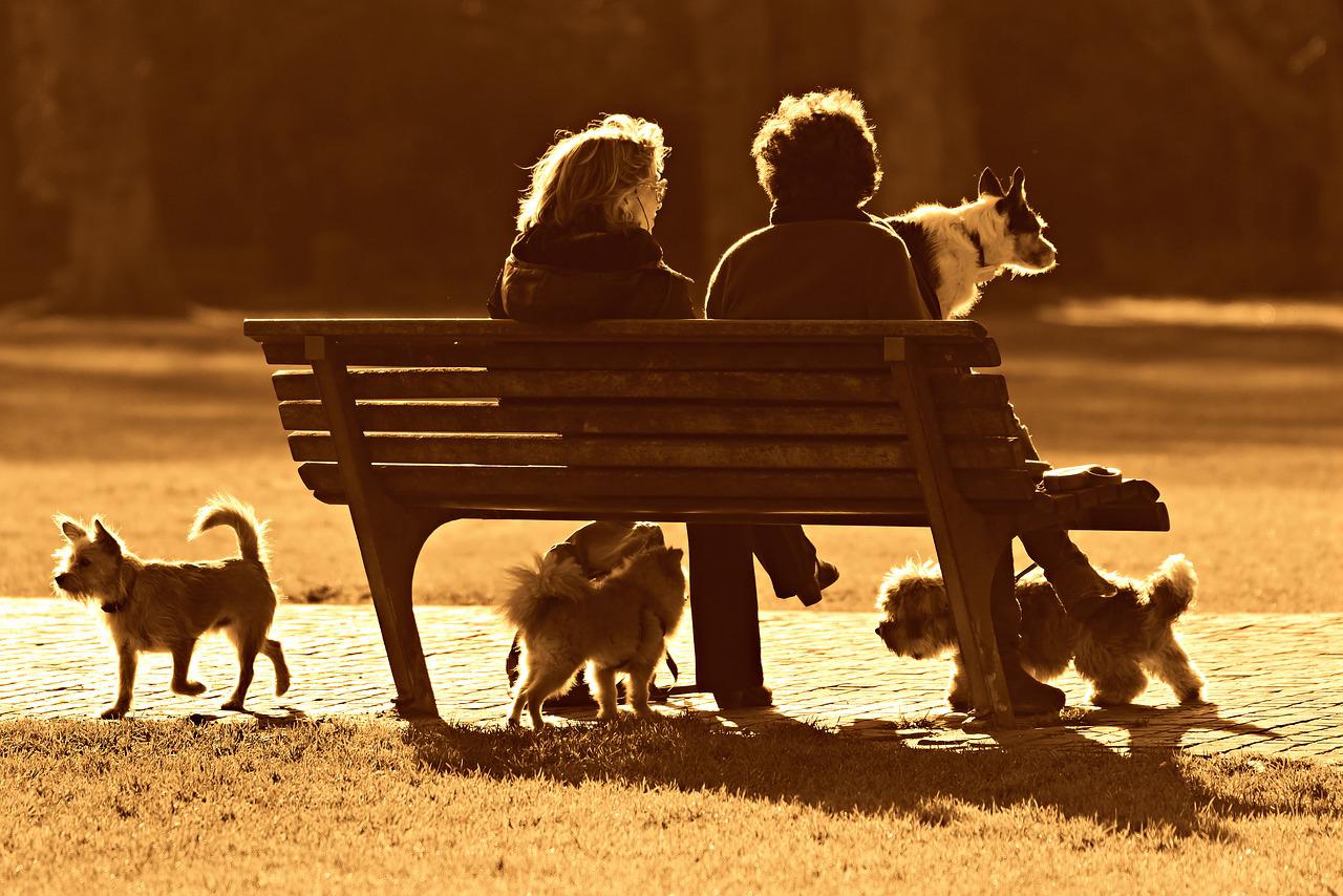 People on bench at dog park evening.